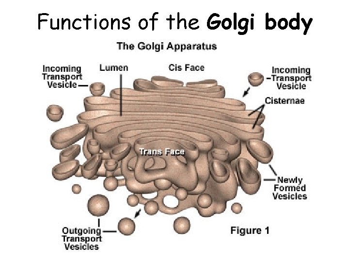 Functions of the Golgi body 