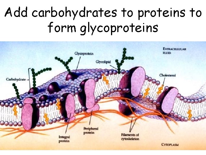 Add carbohydrates to proteins to form glycoproteins 