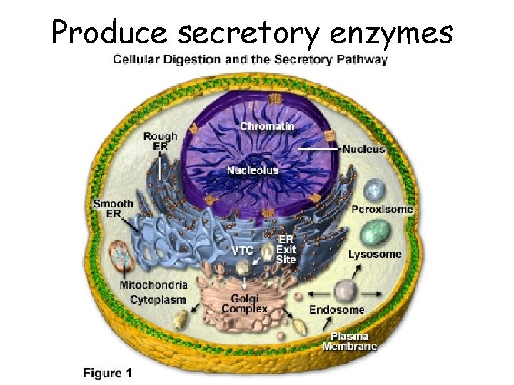 Produce secretory enzymes 