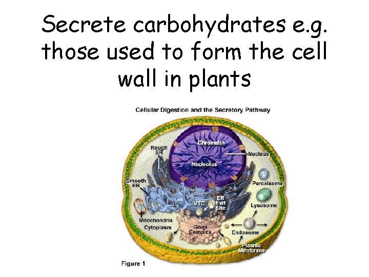 Secrete carbohydrates e. g. those used to form the cell wall in plants 