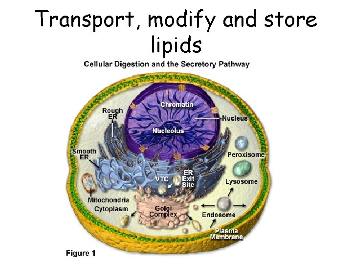 Transport, modify and store lipids 