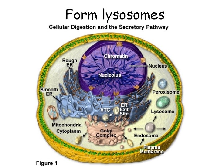 Form lysosomes 