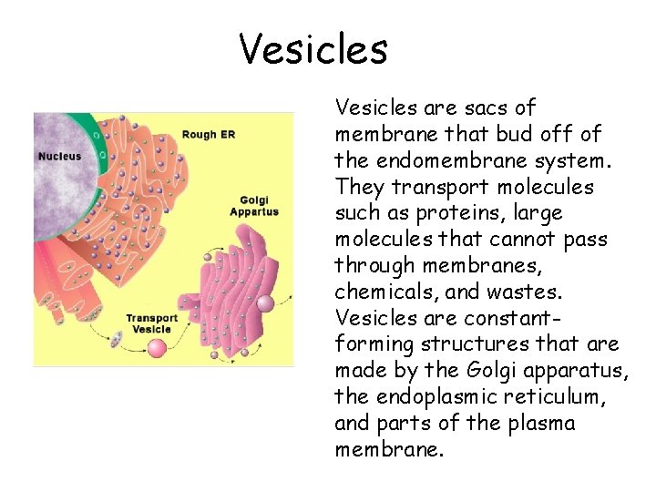 Vesicles are sacs of membrane that bud off of the endomembrane system. They transport