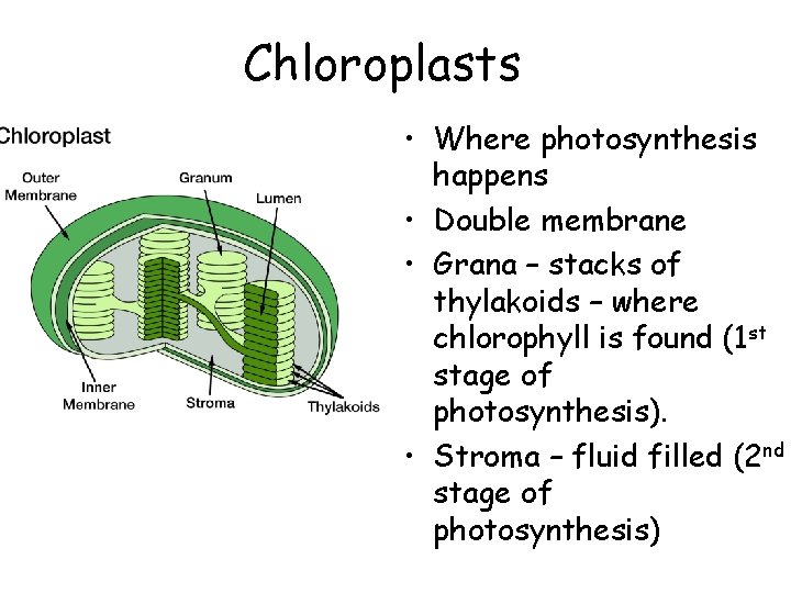 Chloroplasts • Where photosynthesis happens • Double membrane • Grana – stacks of thylakoids