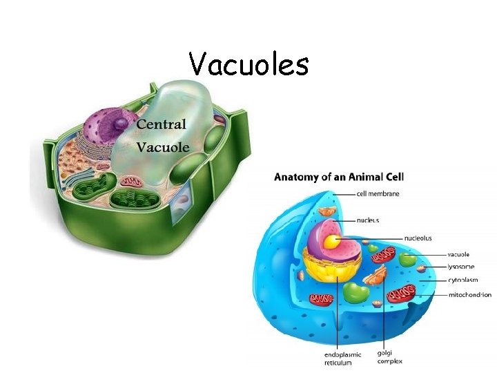 Vacuoles 