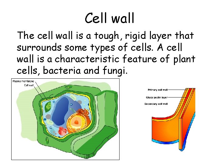 Cell wall The cell wall is a tough, rigid layer that surrounds some types