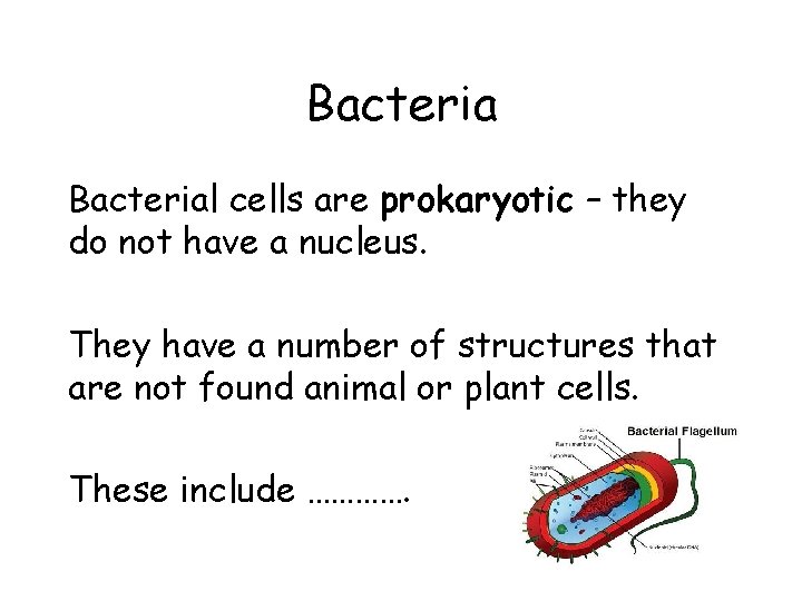 Bacterial cells are prokaryotic – they do not have a nucleus. They have a