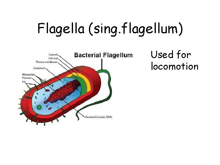 Flagella (sing. flagellum) Used for locomotion 