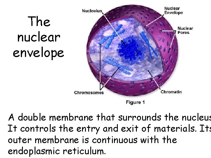 The nuclear envelope A double membrane that surrounds the nucleus It controls the entry