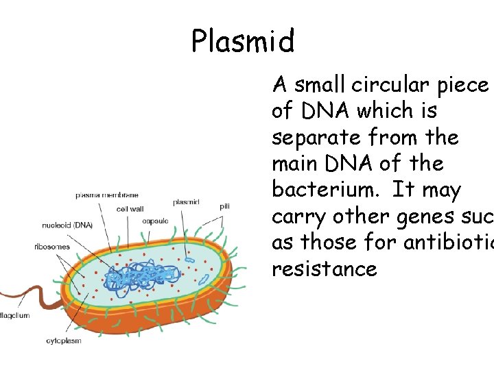 Plasmid A small circular piece of DNA which is separate from the main DNA