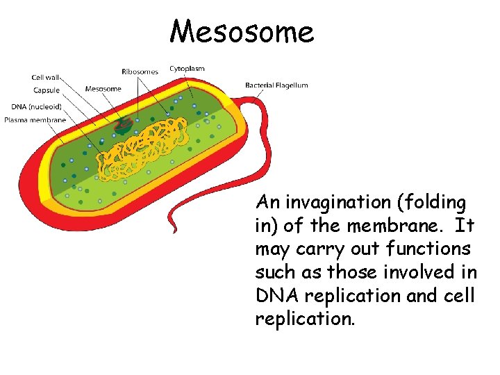 Mesosome An invagination (folding in) of the membrane. It may carry out functions such