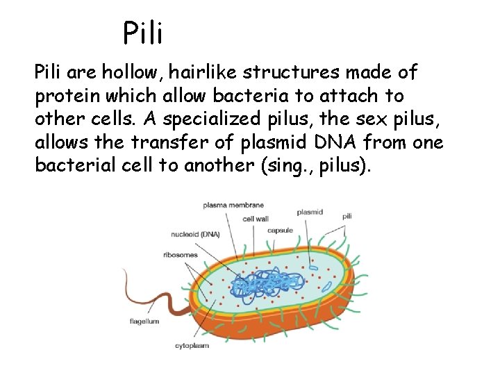 Pili are hollow, hairlike structures made of protein which allow bacteria to attach to