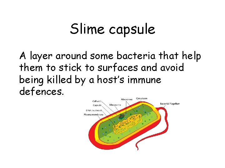 Slime capsule A layer around some bacteria that help them to stick to surfaces