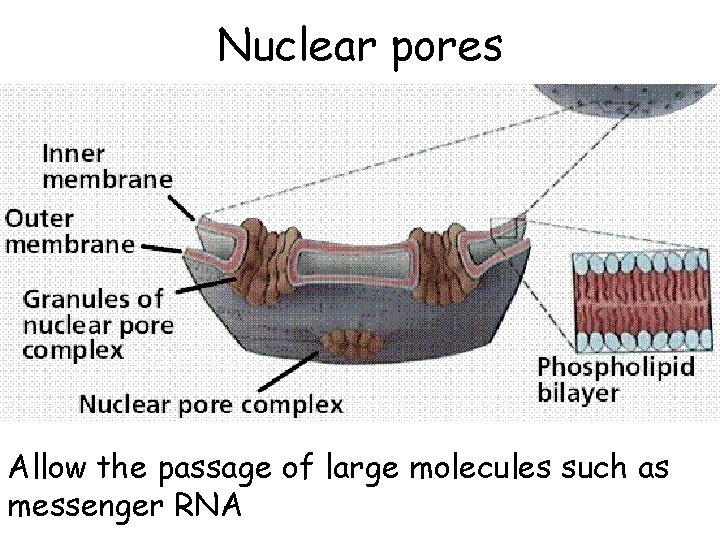 Nuclear pores Allow the passage of large molecules such as messenger RNA 