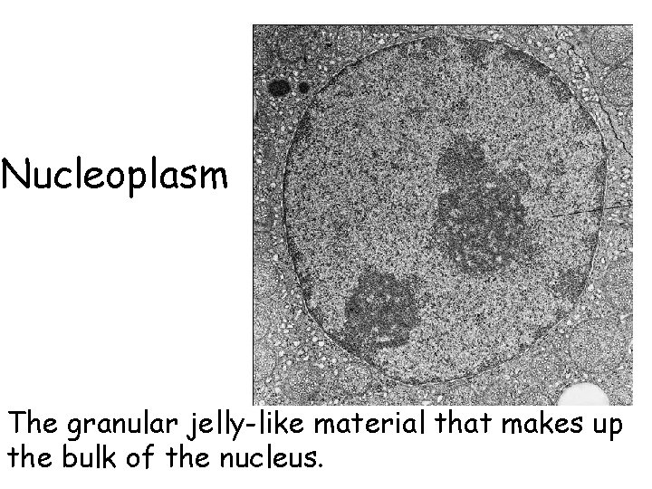 Nucleoplasm The granular jelly-like material that makes up the bulk of the nucleus. 