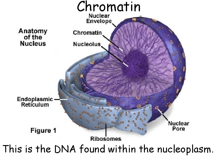 Chromatin This is the DNA found within the nucleoplasm. 