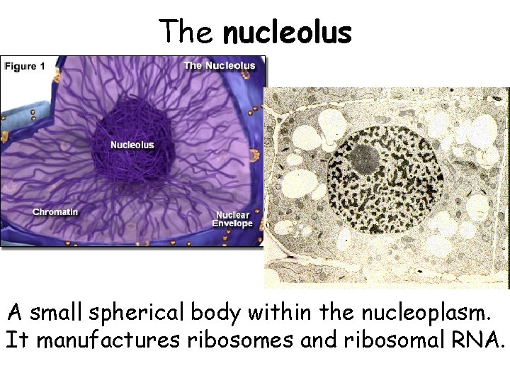 The nucleolus A small spherical body within the nucleoplasm. It manufactures ribosomes and ribosomal