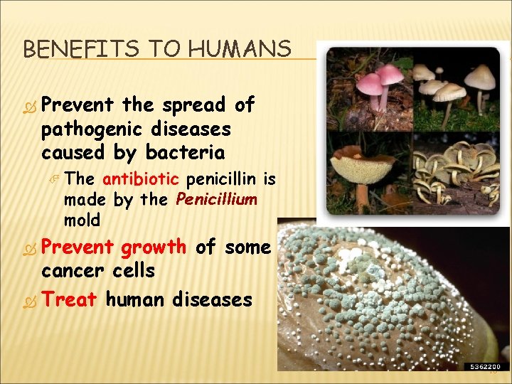 BENEFITS TO HUMANS Prevent the spread of pathogenic diseases caused by bacteria The antibiotic