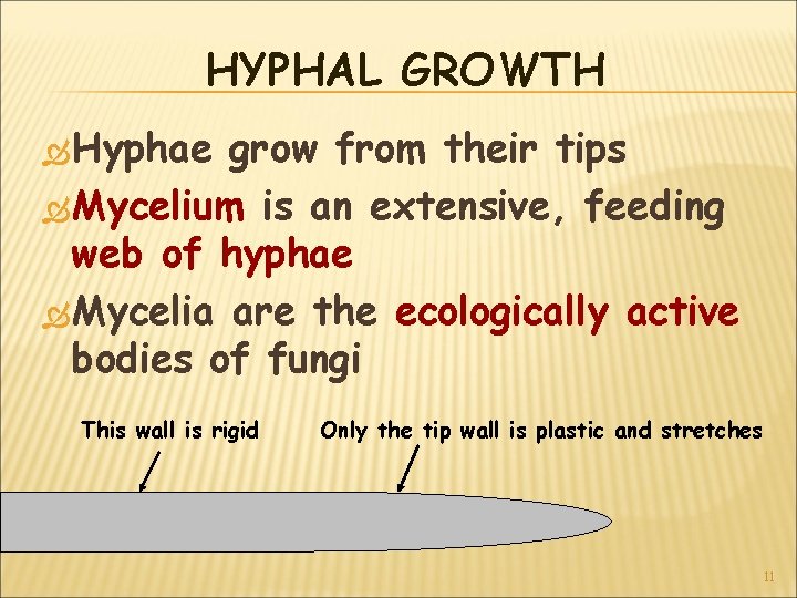 HYPHAL GROWTH Hyphae grow from their tips Mycelium is an extensive, feeding web of