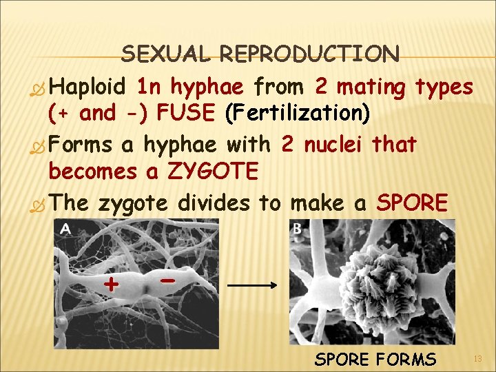 SEXUAL REPRODUCTION Haploid 1 n hyphae from 2 mating types (+ and -) FUSE