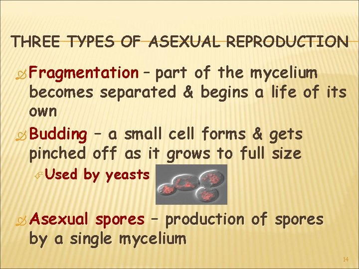THREE TYPES OF ASEXUAL REPRODUCTION Fragmentation – part of the mycelium becomes separated & THREE TYPES OF ASEXUAL REPRODUCTION Fragmentation – part of the mycelium becomes separated &