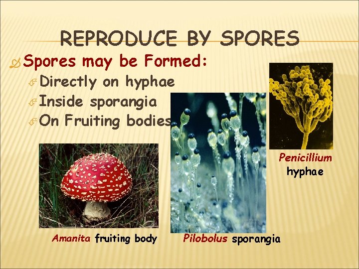 REPRODUCE BY SPORES Spores may be Formed: Directly on hyphae Inside sporangia On Fruiting REPRODUCE BY SPORES Spores may be Formed: Directly on hyphae Inside sporangia On Fruiting