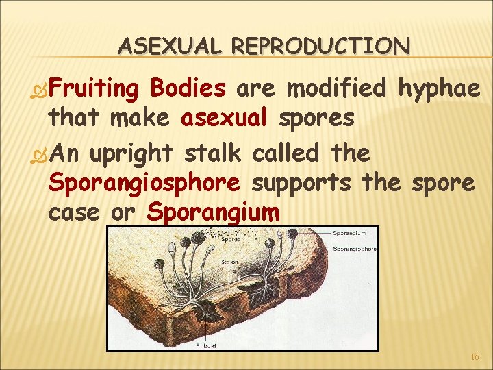 ASEXUAL REPRODUCTION Fruiting Bodies are modified hyphae that make asexual spores An upright stalk