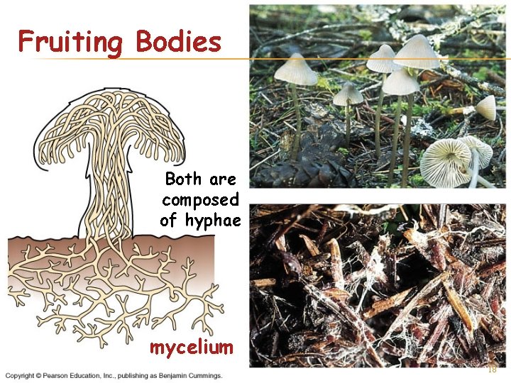 Fruiting Bodies Both are composed of hyphae mycelium 18 Fruiting Bodies Both are composed of hyphae mycelium 18