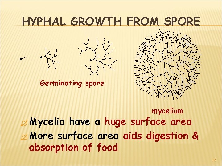 HYPHAL GROWTH FROM SPORE Germinating spore Mycelia mycelium have a huge surface area More