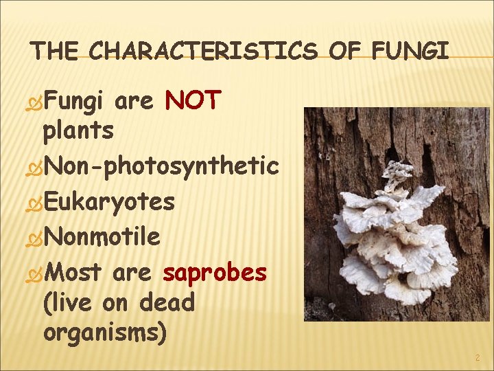 THE CHARACTERISTICS OF FUNGI Fungi are NOT plants Non-photosynthetic Eukaryotes Nonmotile Most are saprobes