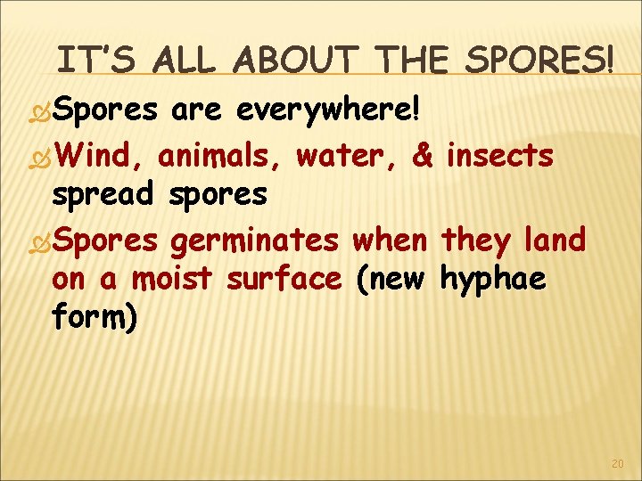 IT’S ALL ABOUT THE SPORES! Spores are everywhere! Wind, animals, water, & insects spread