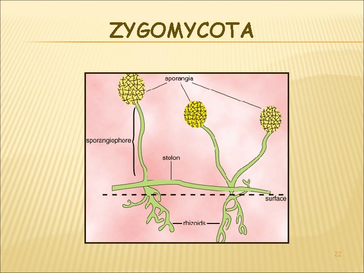 ZYGOMYCOTA 22 