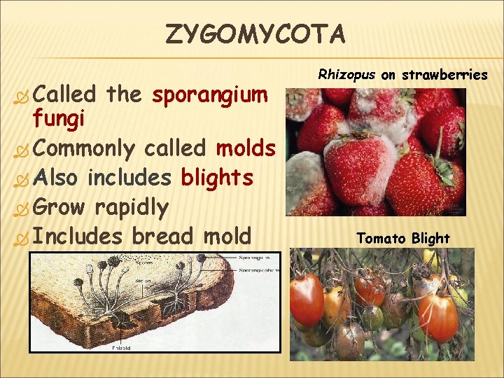 ZYGOMYCOTA Called the sporangium fungi Commonly called molds Also includes blights Grow rapidly Includes