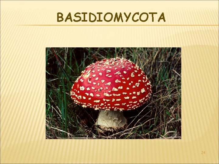 BASIDIOMYCOTA 24 