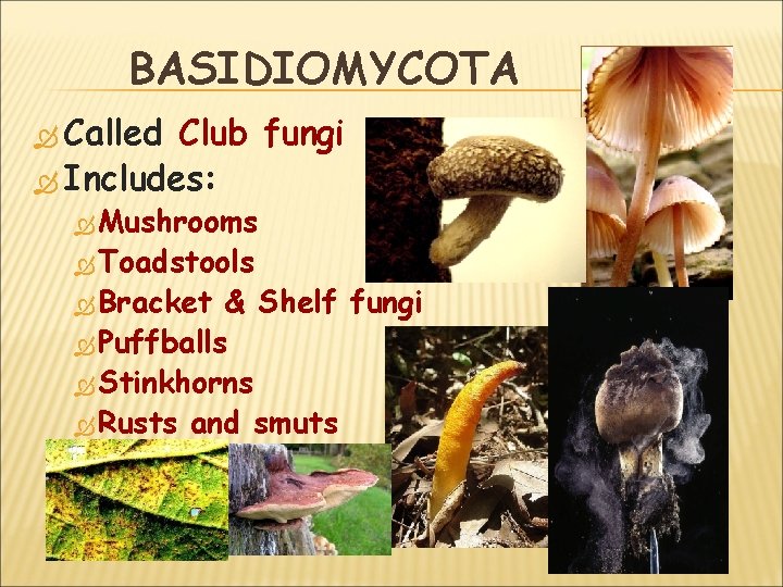 BASIDIOMYCOTA Called Club fungi Includes: Mushrooms Toadstools Bracket & Shelf fungi Puffballs Stinkhorns Rusts