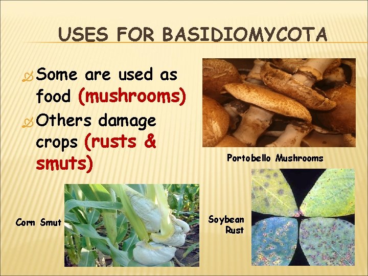 USES FOR BASIDIOMYCOTA Some are used as food (mushrooms) Others damage crops (rusts &