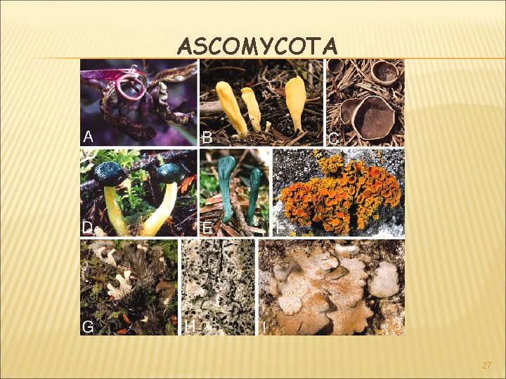 ASCOMYCOTA 27 ASCOMYCOTA 27