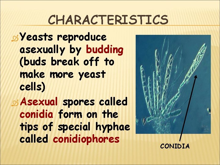 CHARACTERISTICS Yeasts reproduce asexually by budding (buds break off to make more yeast cells)