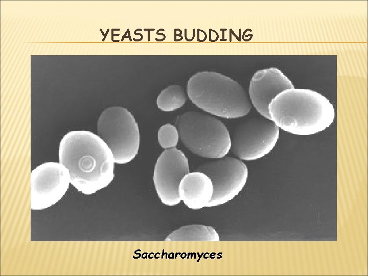 YEASTS BUDDING Saccharomyces 