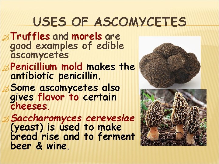 USES OF ASCOMYCETES Truffles and morels are good examples of edible ascomycetes Penicillium mold