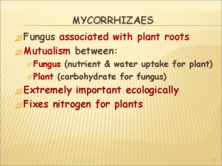 MYCORRHIZAES Fungus associated with plant roots Mutualism between: Fungus (nutrient & water uptake for