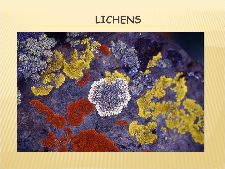 LICHENS 34 