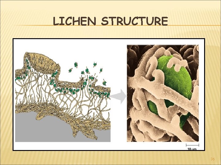 LICHEN STRUCTURE 36 