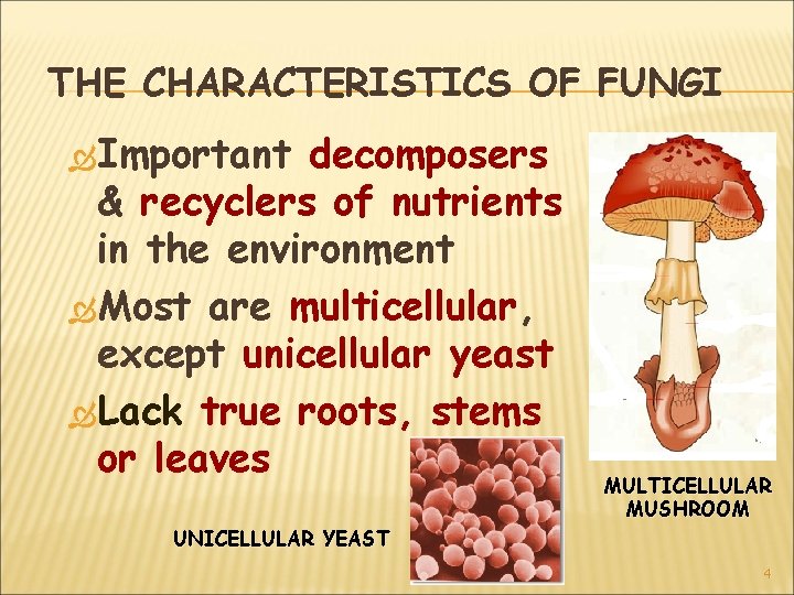 THE CHARACTERISTICS OF FUNGI Important decomposers & recyclers of nutrients in the environment Most