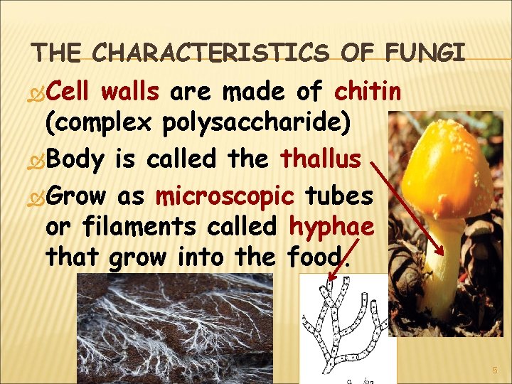 THE CHARACTERISTICS OF FUNGI Cell walls are made of chitin (complex polysaccharide) Body is THE CHARACTERISTICS OF FUNGI Cell walls are made of chitin (complex polysaccharide) Body is