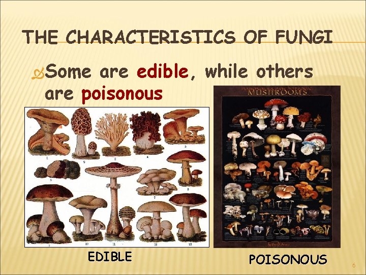 THE CHARACTERISTICS OF FUNGI Some are edible, while others are poisonous EDIBLE POISONOUS 6