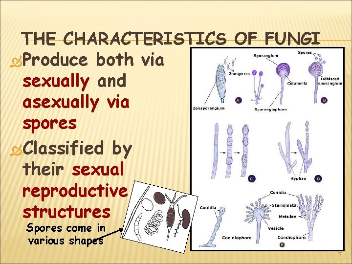THE CHARACTERISTICS OF FUNGI Produce both via sexually and asexually via spores Classified by
