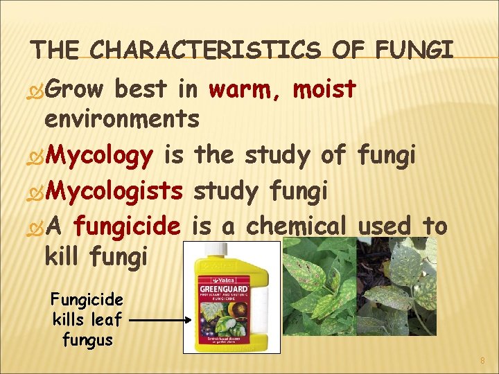 THE CHARACTERISTICS OF FUNGI Grow best in warm, moist environments Mycology is the study THE CHARACTERISTICS OF FUNGI Grow best in warm, moist environments Mycology is the study