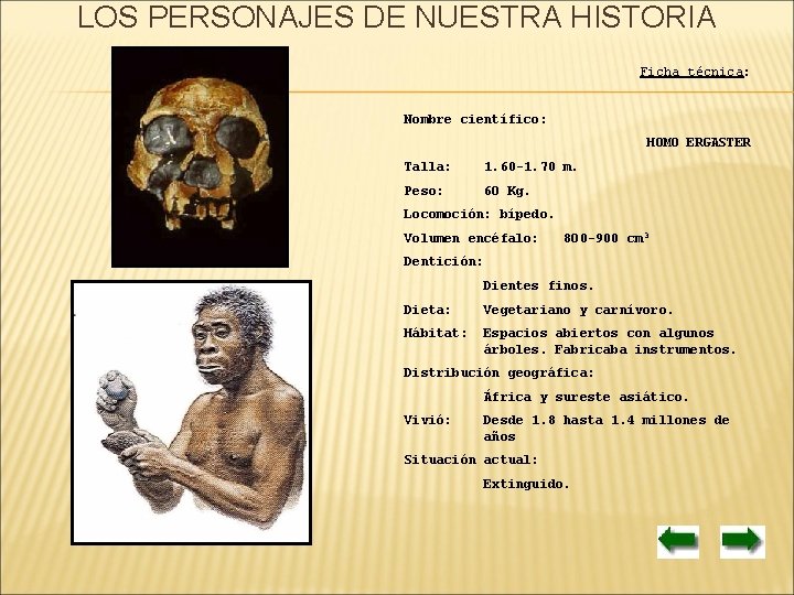 LOS PERSONAJES DE NUESTRA HISTORIA Ficha técnica: Nombre científico: HOMO ERGASTER Talla: 1. 60