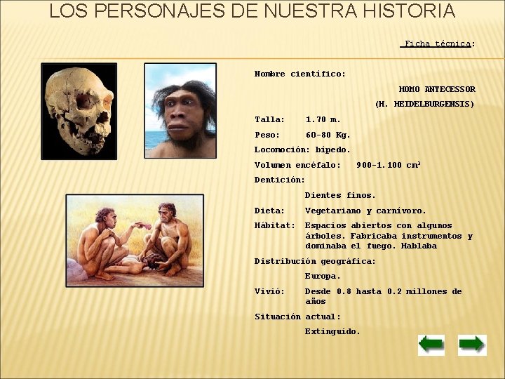 LOS PERSONAJES DE NUESTRA HISTORIA Ficha técnica: Nombre científico: HOMO ANTECESSOR (H. HEIDELBURGENSIS) Talla: